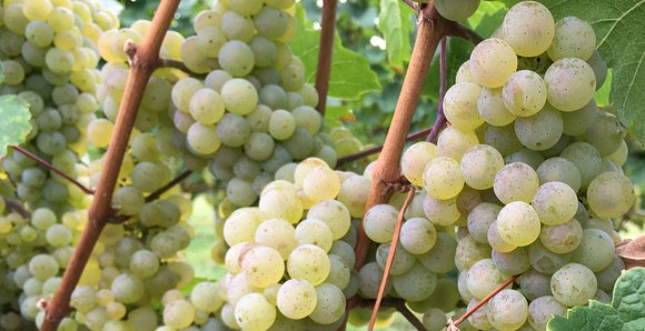 Alimentation sécurisée pour les pressoirs viticoles - LUTZE SASU